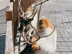 -北京鹿世界主题园