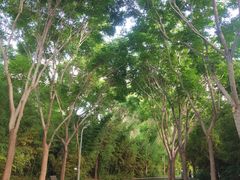 -郑州植物园