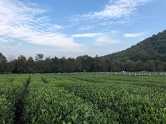 -中国茶叶博物馆(双峰馆区)