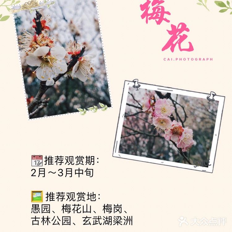 南京最全赏花地图🌸承包春天，有这份攻略就够了‼️
