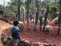 -呀路古热带植物园