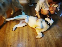 -Husky Go! 哈士奇体验馆·宠物咖啡厅狗咖