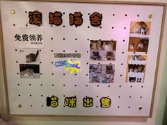 -滚猫咖啡·猫咖·猫友好撸猫(未来城店)