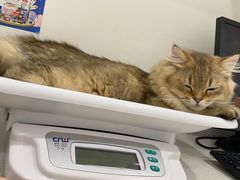 -翊宠yipet猫狗购宠庄园犬舍•猫舍