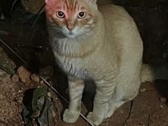 -瑞派康怡24h宠物医院·犬猫医疗中心·微创绝育(瑞景分院)