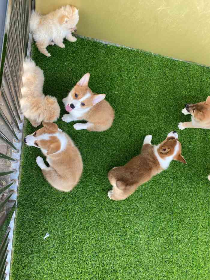 小蓝猫宠物-"真是家良心宠物店～3个小哥哥开的,小哥哥.