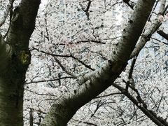 -西北湖绿化广场