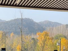 -千年银杏谷文化旅游区