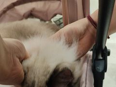 -FAELING PETS美天灵宠物(富力广场店)