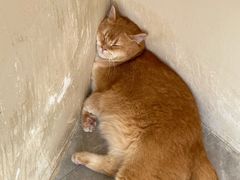 -猫力发电所·宠物专门店