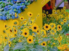 -深圳市中科院仙湖植物园