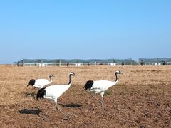 -盐城丹顶鹤湿地生态旅游区