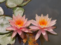 -映月湖公园