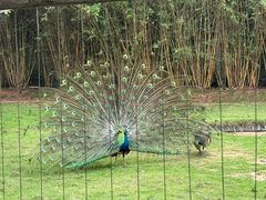 -深圳野生动物园