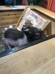 -神奇动物撸宠馆·羊驼·小浣熊·异宠(豫园店)