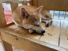 -南京Hallo宠物乐园·哈罗犬舍·柴犬繁育基地