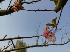 -秀丽东方