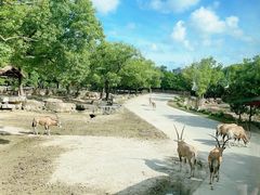 -上海野生动物园