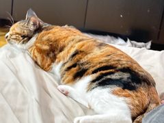 -萌兽医馆·宠物医院·猫骨科(创景店)