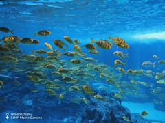 -海合安成都极地海洋公园