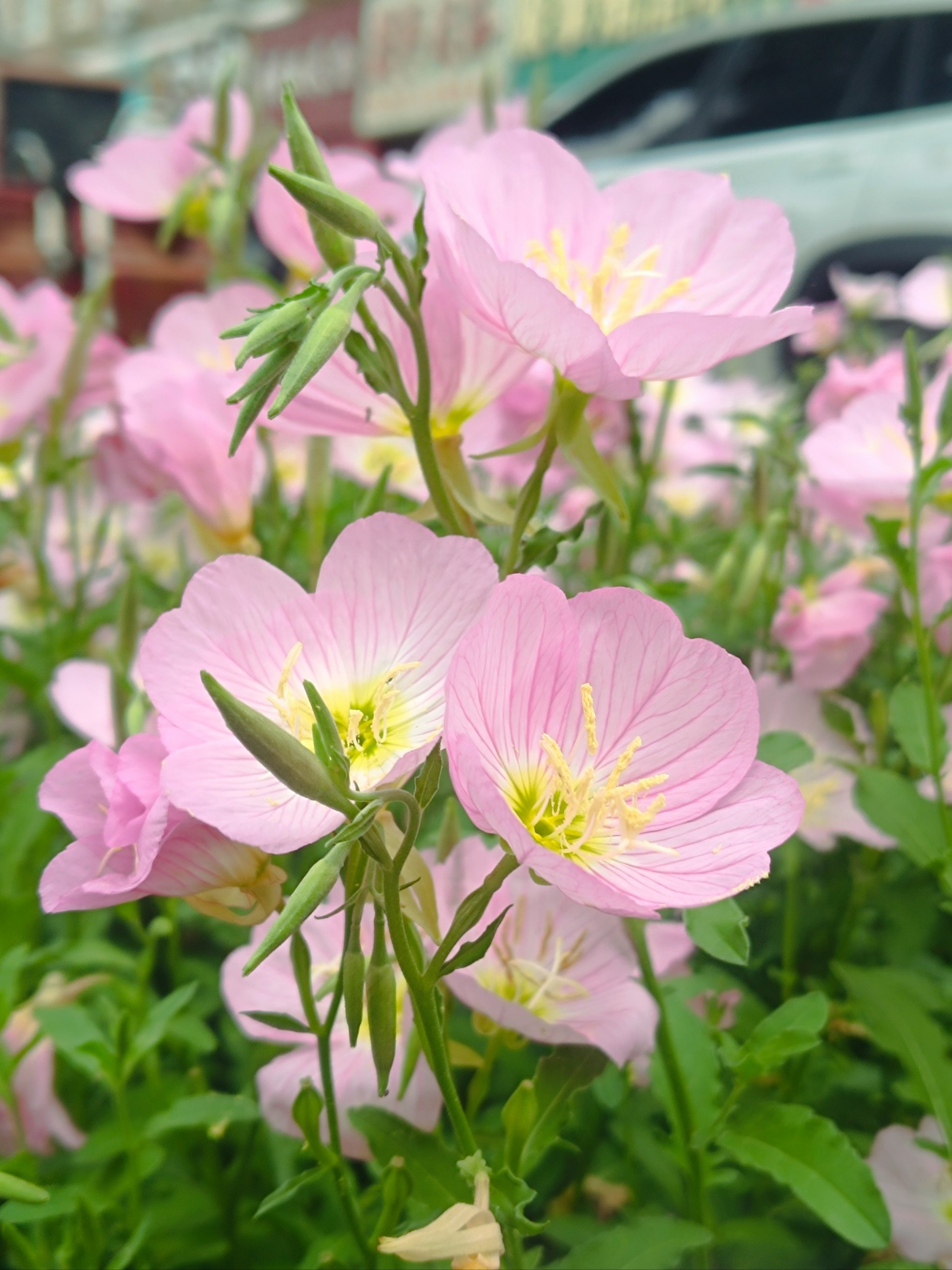 合肥街头的百米长的粉色月见草☞正在盛开!