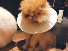 -more than meow吴止猫主题餐厅(承德 中船汇店)