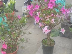 -南山植物园