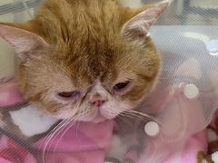 -达爱动物医院·犬猫分区·CT·复杂眼科(远洋山水分院)