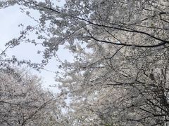 -南山植物园