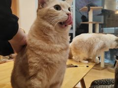 -是阿柴呀！柴犬咖啡·爱喵喵猫咖