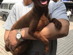 -爱侣宠医·鹦鹉专科·小型哺乳类·异宠专科(灵石路店)