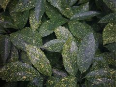 -侬佳蒸菜馆(听潮店)