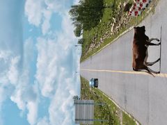 -乌兰布统草原