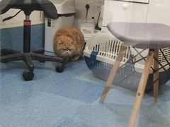 -荣耀金沙动物医院(清江西路店)