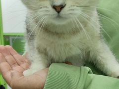 -唐小姐の猫狗洗护·购宠旗舰店(周浦万达店)