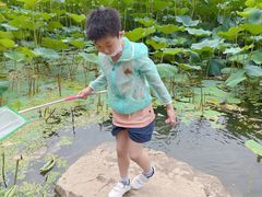 -丁香湖公园