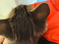 -瑞派福兴宠物医院犬猫全科·骨科·中西医结合(河东店)