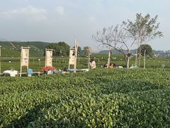 -龙坞茶村