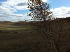 -乌兰布统景区-白桦林