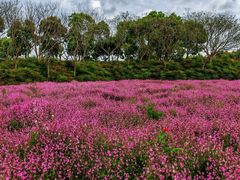 -春花秋色城市公园