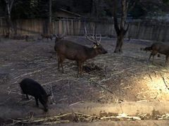 -清迈夜间动物园