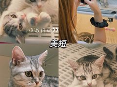 -lincat·猫舍(广州店)