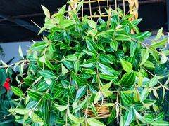 -秦美花卉(天朗·莱茵小城2期店)