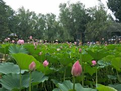 -静之湖湖畔餐厅