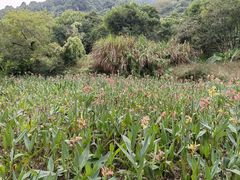 -阳台山森林公园