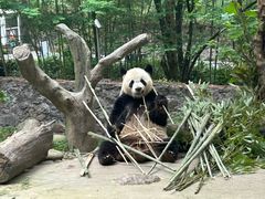 -都江堰中华大熊猫苑