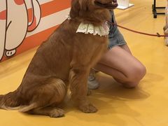 -帕帕拉兹宠物(亚洲旗舰店)