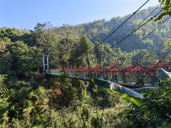 -西双版纳原始森林公园