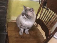 -猫色咖啡·猫咖