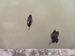 -福建鲤鱼洲酒店